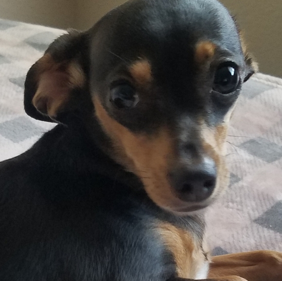 Meet your Posher, Katie - Picture 3 of 6